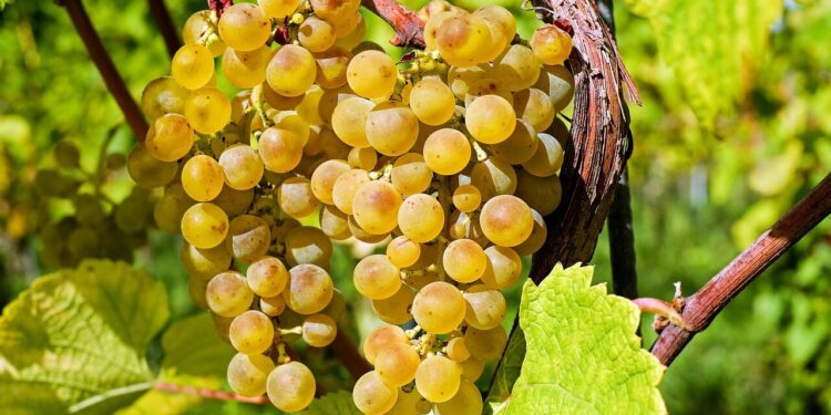 Une date de début de vendanges historique