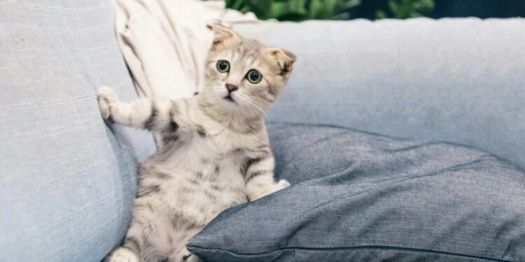 Elle sauve un chaton mais ne peut pas le ramener en France