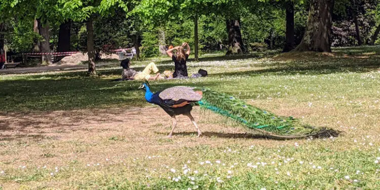 Pic de canicule à Tarbes jeudi et vendredi, la baisse des températures se précise
