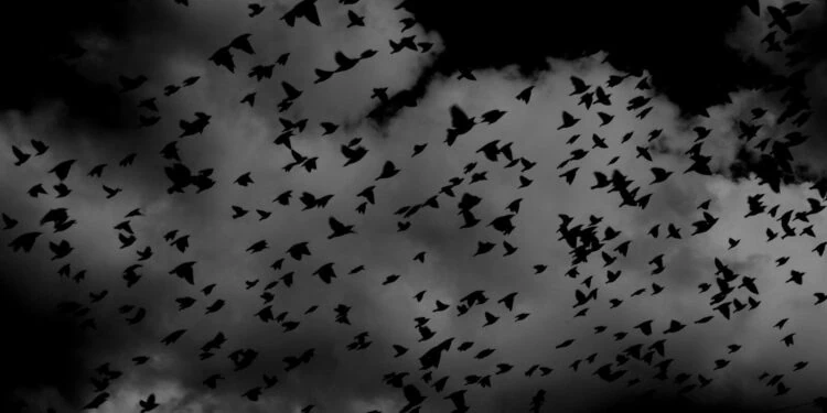 La nuit des chauve souris aura lieu le 28 août dans les Pyrénées