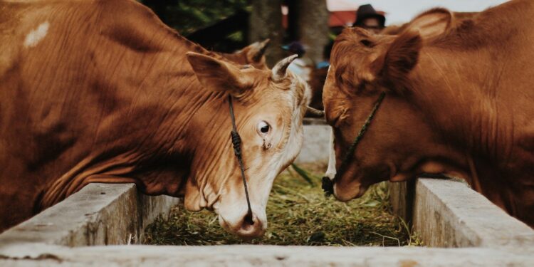 La FDSEA 65 alerte les agriculteurs sur le risque d'arnaques d'arnaques au fourrage