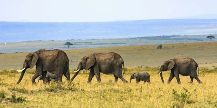 Kenya, un mal mystérieux continue de tuer des éléphants