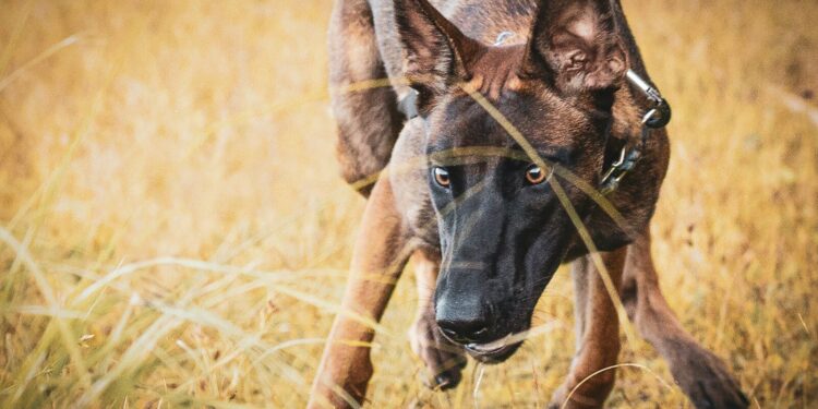 Poignardé 8 fois dans le cou, un chien réussit à survivre