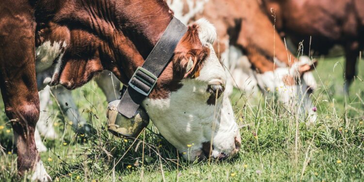 En montagne, certains troupeaux de vaches ravitaillés en eau par des hélicoptères de l'armée