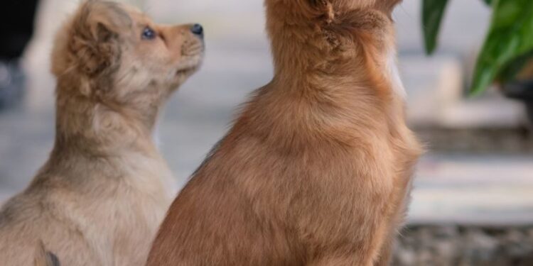Des chiens associés à l'IA pour détecter les cancers