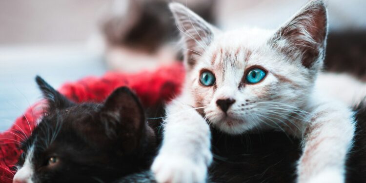 Ses chats sont saisis "On a enlevé ma raison de vivre"