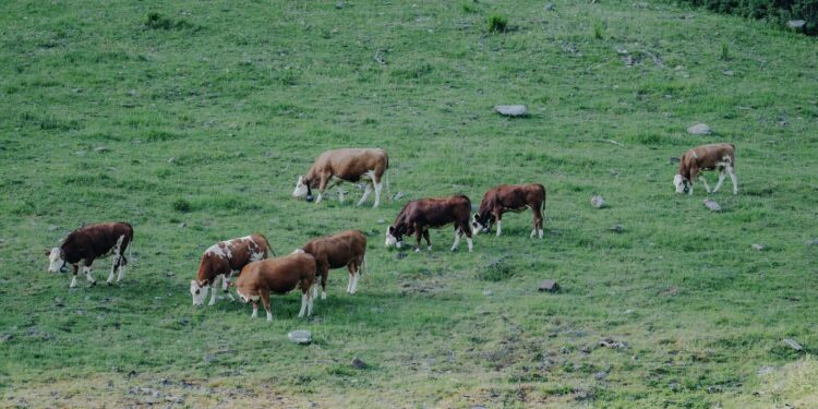 Agriculture : les fourrages vont manquer dans les élevages