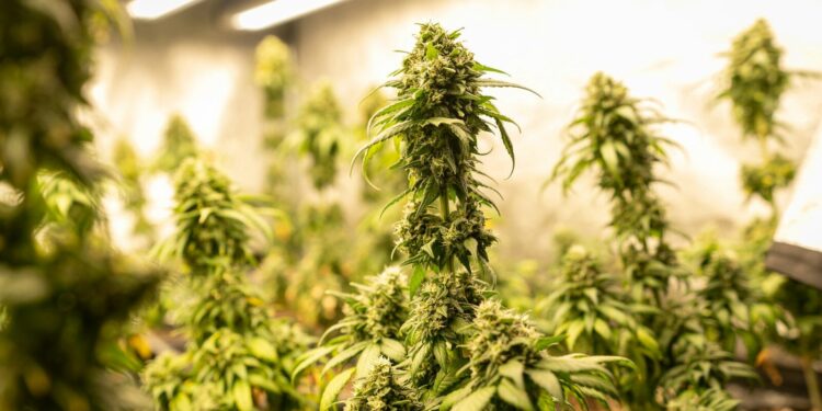 Un plantation de cannabis découverte dans la banlieue de Pau