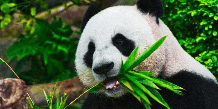 Le parc national des Pyrénées jumelé avec le Parc du Panda Géant en Chine