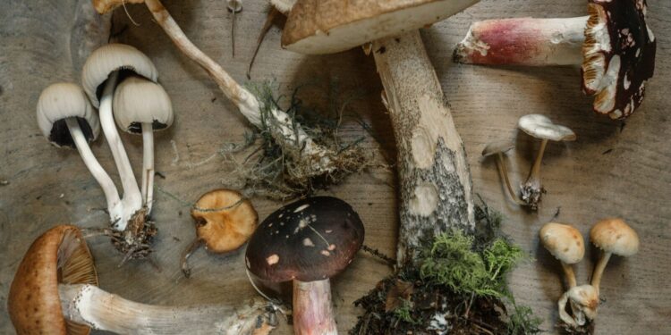 Connaître les champignons avec l'Association Mycologique de Bigorre