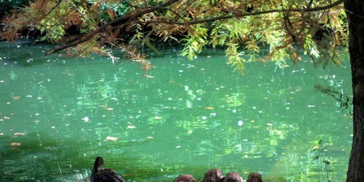 Canicule, poussières du désert et Galerne sur Tarbes ce dimanche