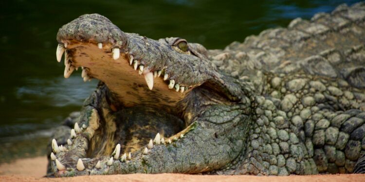 Les douaniers découvrent une tête de crocodile dans une valise