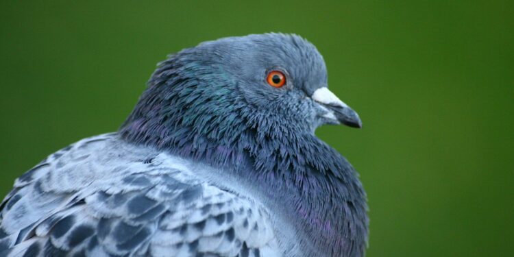 Cette commune freine la prolifération des pigeons