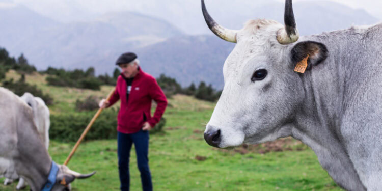 Un éleveur des Hautes Pyrénées au Sommet de l'élevage pour défendre la Gasconne des Pyrénées