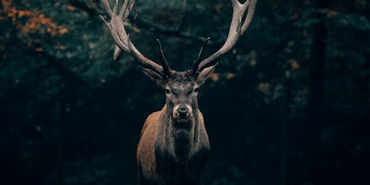 Dans le secret du brame du cerf