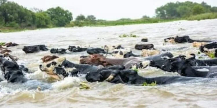 El INA prevé que el río Paraná siga subiendo en Santa Fe hasta acercarse a los 5 metros a mediados de noviembre