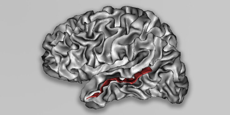 Superior temporal sulcus of left cerebral hemisphere highlighted in red. (Photo credit: Lefèvre J, Mangin J-F)