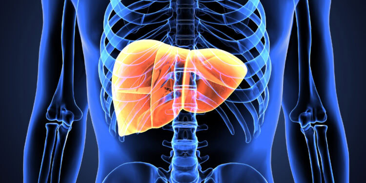 Liver hormone FGF21 may play key role in alcohol use disorder, study suggests