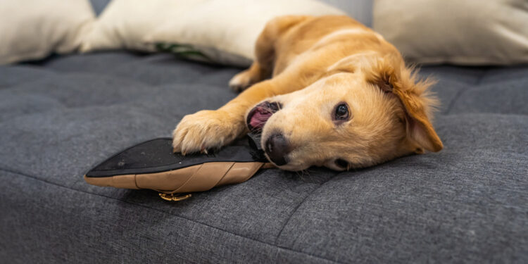 (Photo credit: Adobe Stock)