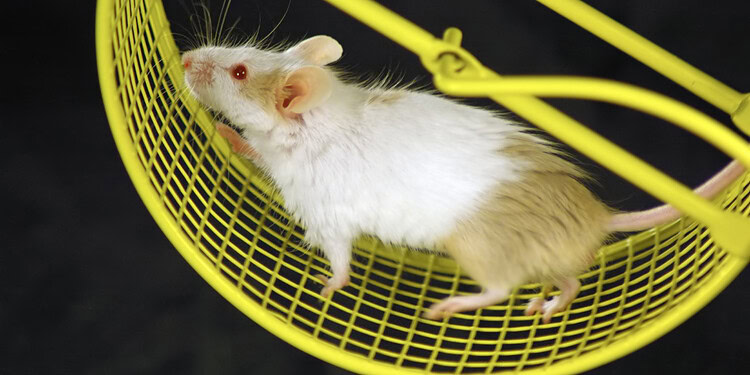 “Weekend warrior” strategy shows persistent cognitive benefits