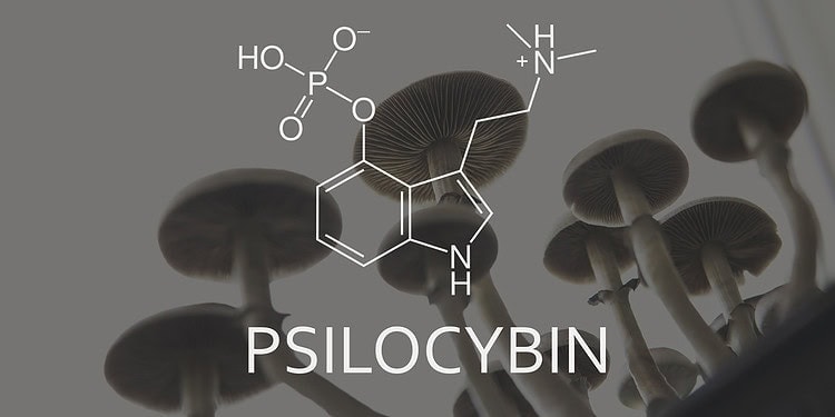 Psilocybin alters how rats balance risks and rewards, researchers find