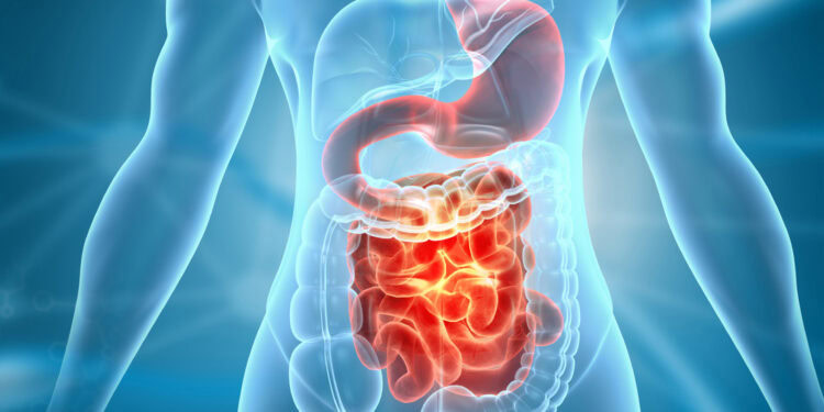 Inflamed human digestive system highlighting stomach and intestines, medical illustration emphasizing gastrointestinal health and its impact on mental well-being and psychology news.