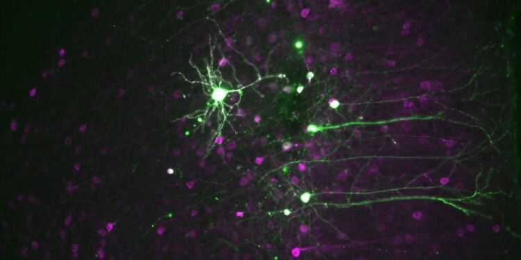 This image shows the prefrontal cortex of a mouse injected with scFLARE2 (purple) which drives the expression of a light-responsive channel in psychedelic-activated neurons (green or red). This allows researchers to visualize and artificially reactive these neurons at a later time point. [Christina Kim, UC Davis]