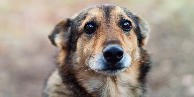 Cute puppy with expressive eyes, highlighting animal behavior and emotional expressions.