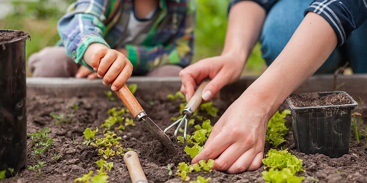 Preschool gardening helps young children eat better and stay active