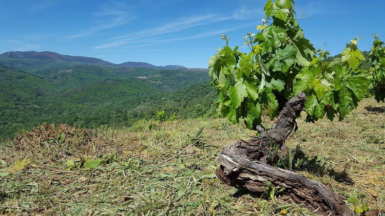Viñas de rufete