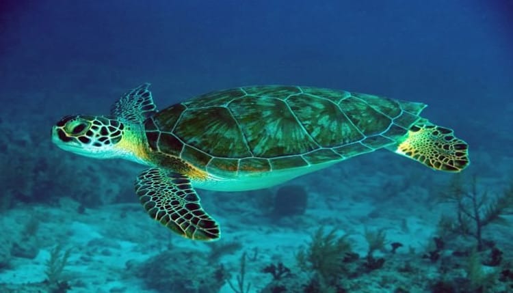 Snorkel with Green Turtles Queensland