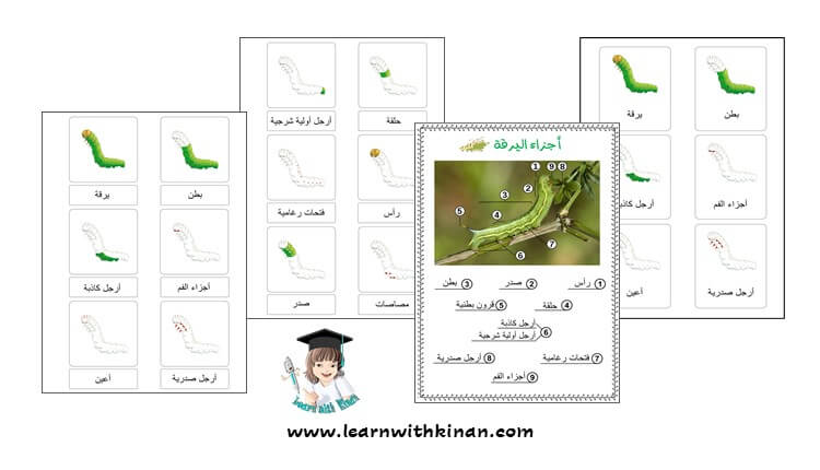 بطاقاتت التسمية أجزاء اليرقة منتتسوري
