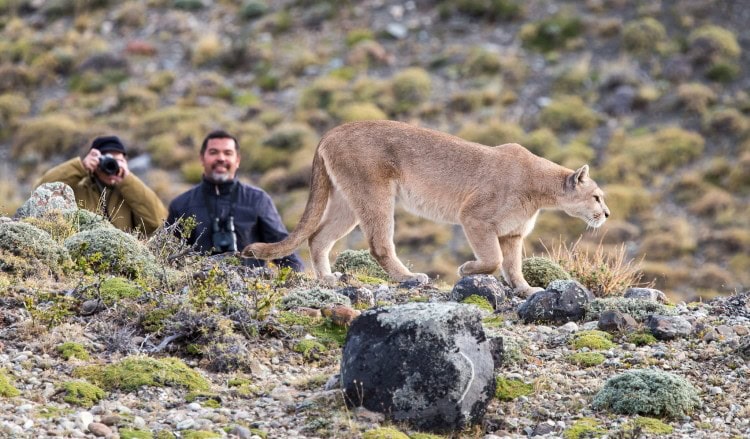 Spotting a wild Puma might be the highlight of your trip to Patagonia