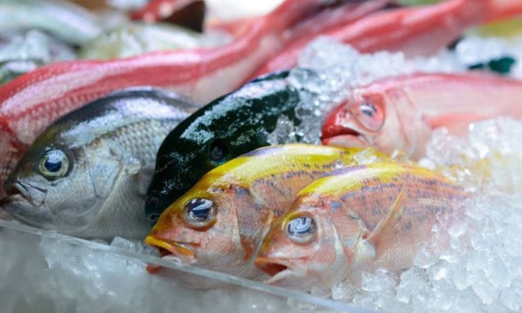 Bisnis ikan beku, Sumber: okezone.com