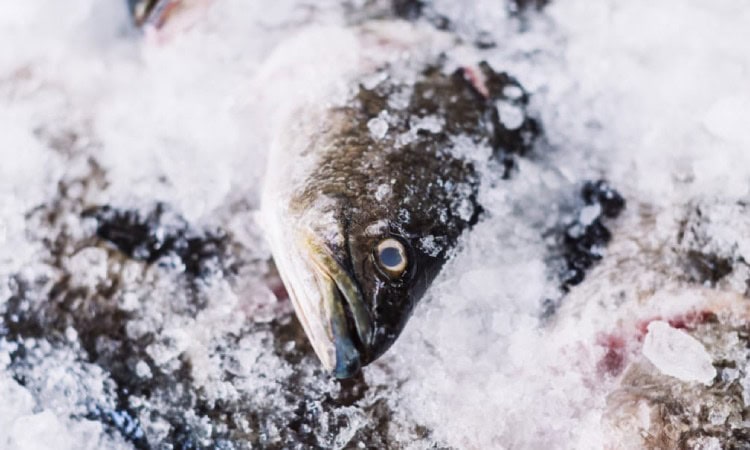 Tips berbisnis ikan beku, Sumber: thebetterfish.com
