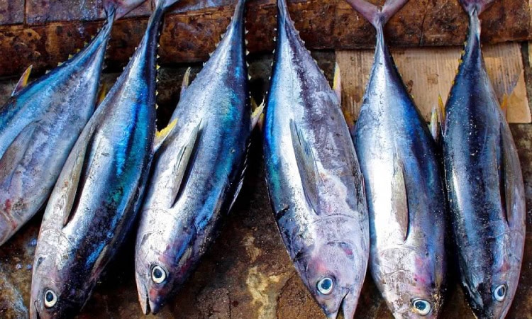 Ikan hasil tangkapan, Sumber: 99.co