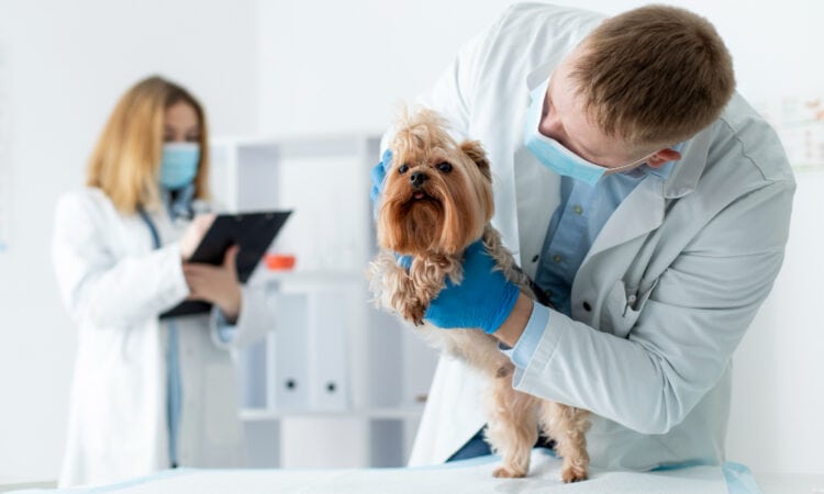 Planning de garde vétérinaire automatisé et transparent