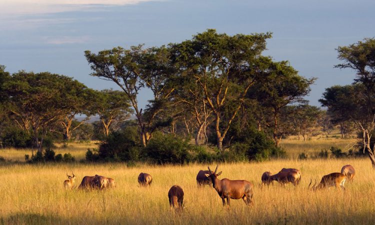 10 Days Uganda and Rwanda Tour