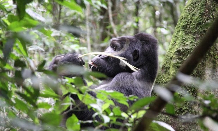 Uganda Gorilla Tours