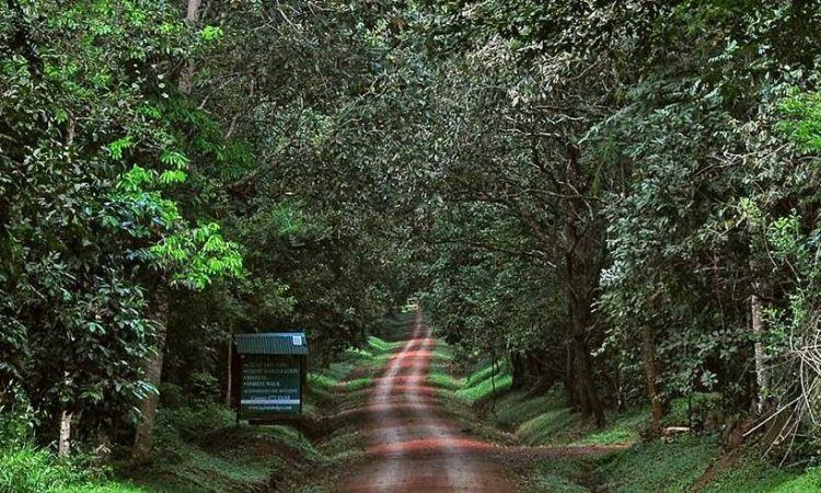Tourist activities in different forests in Uganda