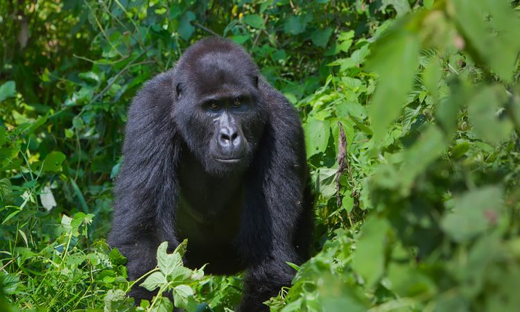 5 days Rwanda Gorillas & Wildlife Safari