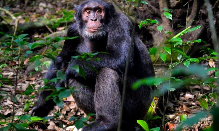 Activities in Kibale Forest National Park
