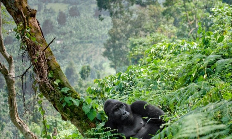 A Cross-Border Primate Adventure