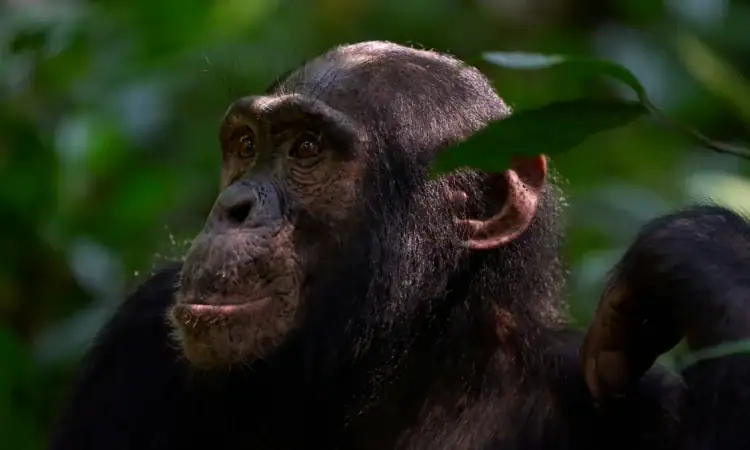 Chimpanzee Trekking in Rwanda