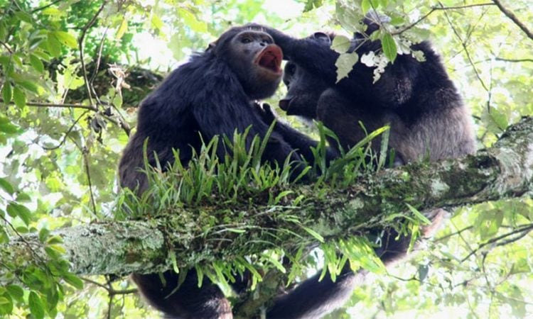 17 Days Uganda and Rwanda Safari