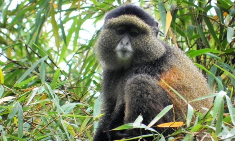 7 Days Volcanoes and Nyungwe Safari