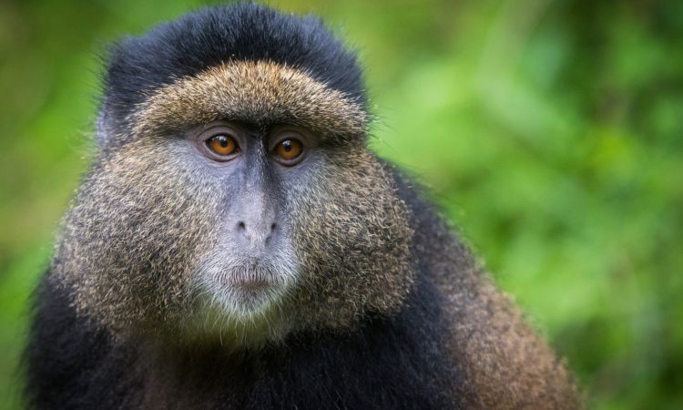 3 Days Volcanoes and Bwindi Gorilla Trek Safari from Kigali