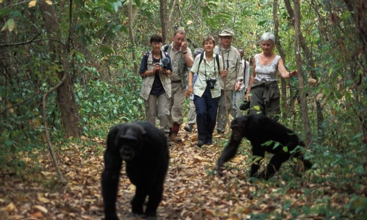 10 Days Uganda and Rwanda Primates Tour