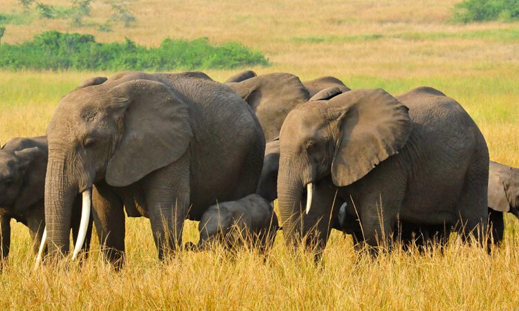 3 Days Queen Elizabeth Wildlife Safari