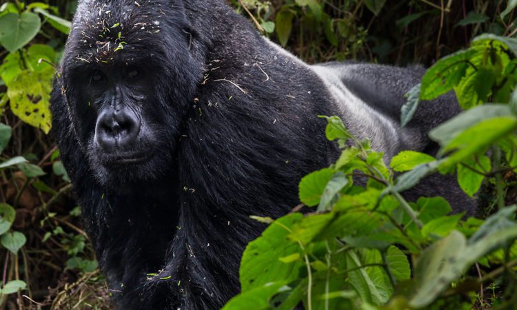 10 Days Uganda and Rwanda Primates Tour